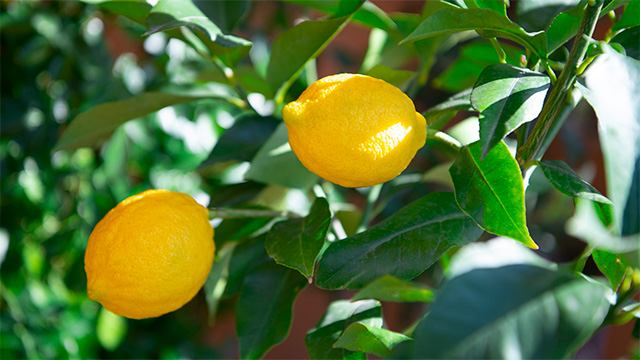 日本のレモンとどう違う？ シチリアのレモン事情