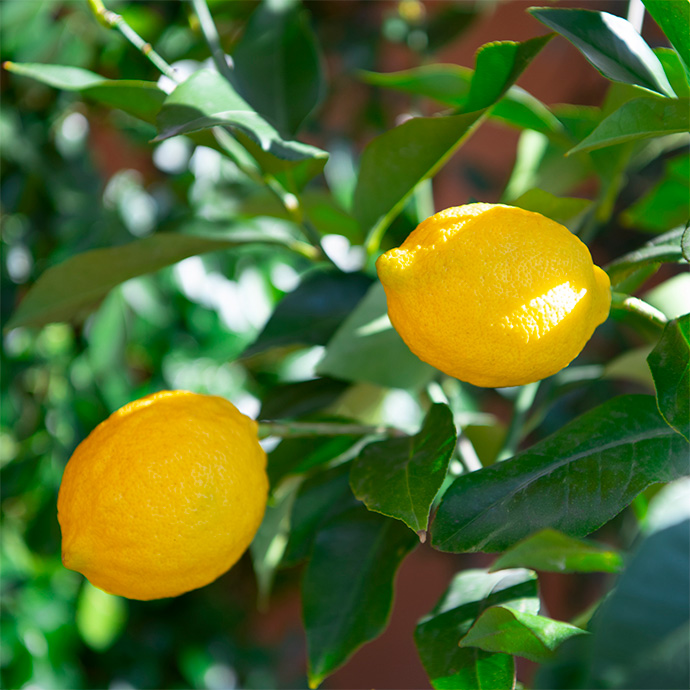 日本のレモンとどう違う？シチリアのレモン事情