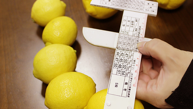 出荷時はレモン専用の規格に合わせ大きさを測り、S～3Lサイズに選別