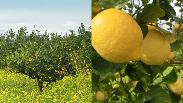 地中海地方有数のレモンの産地アマルフィ