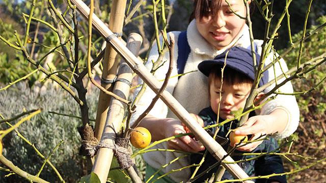 はさみを使える子は、保育士さんと一緒にレモンの枝を切っていきます_2