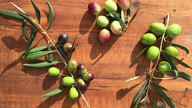 緑の宝石、オリーブの収穫！シチリアからの風 ～マンマに教わったとっておきレシピ～