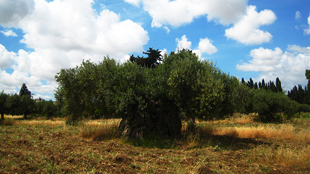 樹齢1000年のオリーブの木