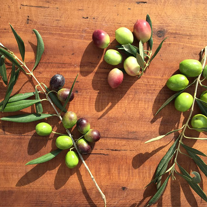 緑の宝石、オリーブの収穫！｜シチリアからの風 ～マンマに教わったとっておきレシピ～